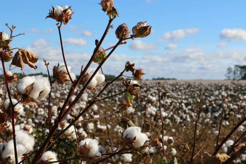 namoi-cotton-asxnam-receives-non-binding-indicative-offer-from-louis-dreyfus-company-nam