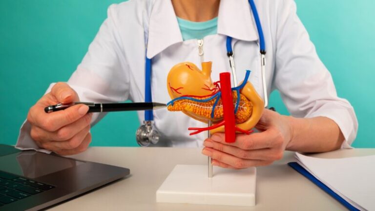 Doctor gynecologist showing pen on plastic model human pancreas closeup