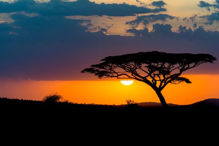 mesmerizing-view-silhouette-tree-savanna-plains-sunset